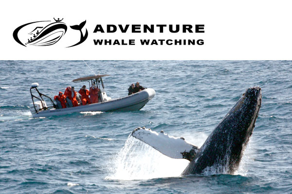 Adventure Whale Watching San Diego Tours